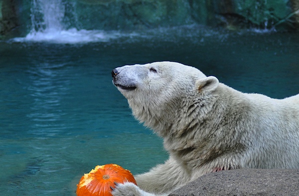 Trick or treat at the Zoo every weekend in October