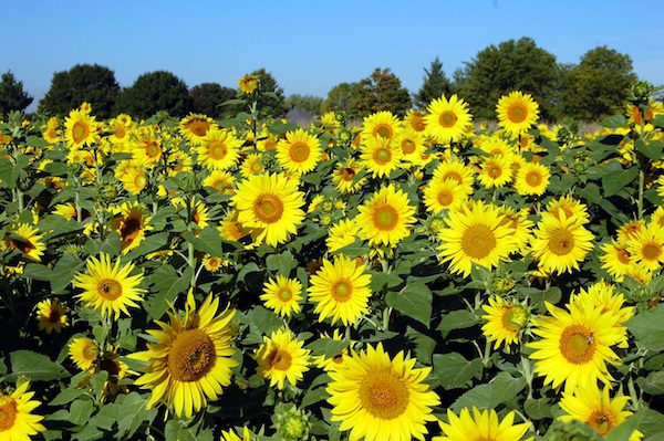 Gorman Heritage Farm hosts its 12th annual Sunflower Festival Saturday & Sunday