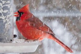 Northern cardinal at winter feeder.