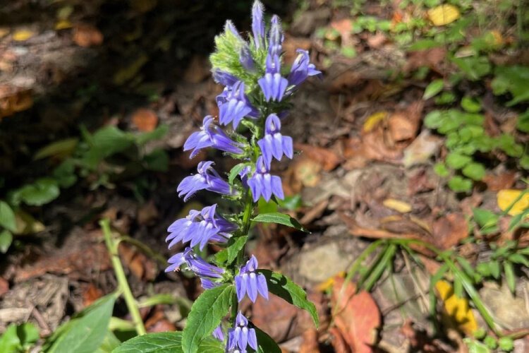 Protecting native species, such as lobelia, was a strong impetus for Boone Conservancy pursuing the property.