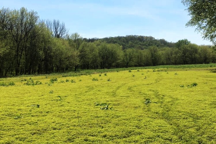 The first phase includes an archaeological survey and environmental study to further understand the history of Native American tribes’ historic activity as well as take stock of the vitality of the flora and wildlife native to the area.