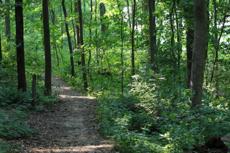 Renovated in summer 2023, the Miami University-Middletown Trail navigates a 1.5-mile loop with slightly rolling terrain.