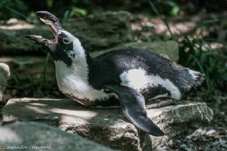 CITNAfricanPenguin.jpg