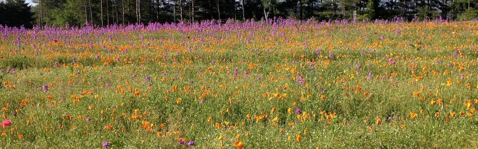 Nancy enjoyed photography as a hobby. She took this photo in Asheville, N.C.